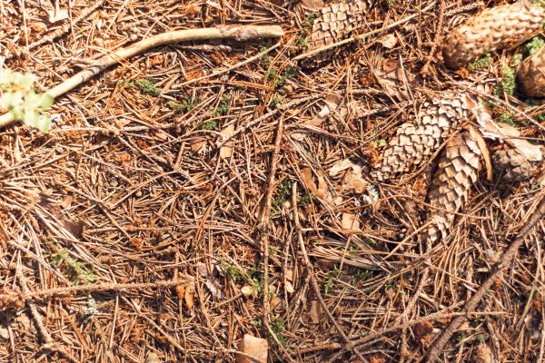 Cost of Pine Needles Removal in Greenwood