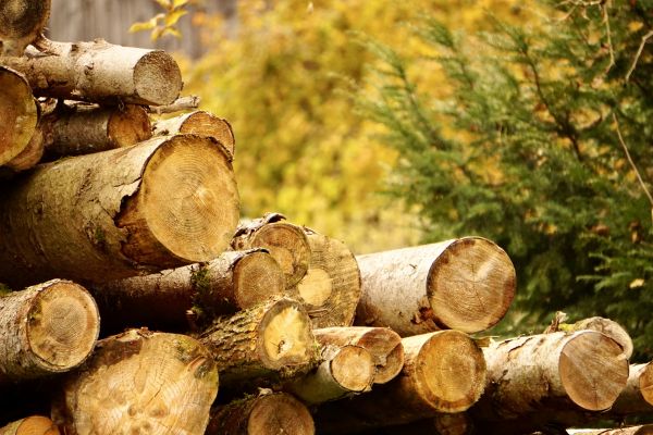 Wood Pile Removal in Greenwood