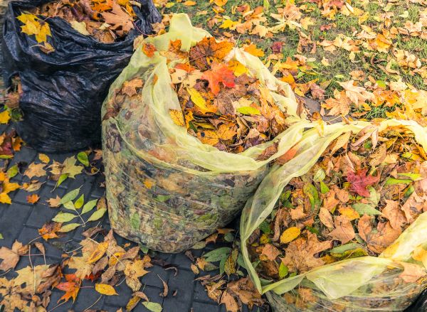 Yard Cleanup Service in Greenwood