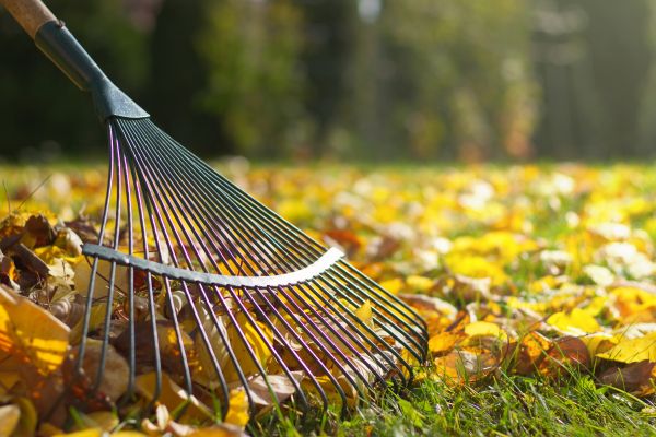 Leaf Raking Service in Greenwood