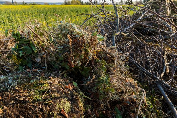 Brush Disposal in Greenwood