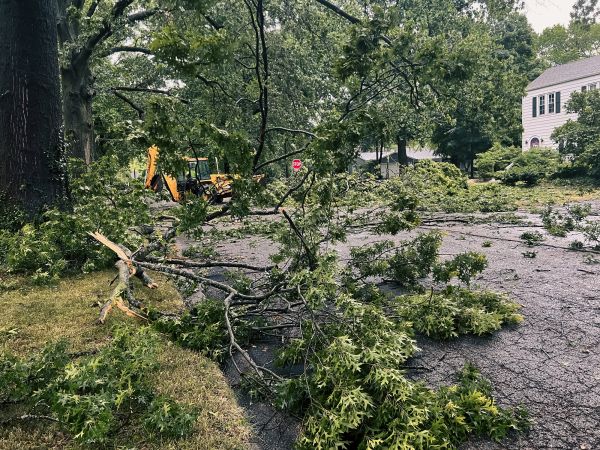 Tree Branch Disposal in Greenwood