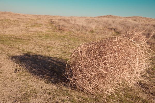 Tumbleweed Removal in Greenwood