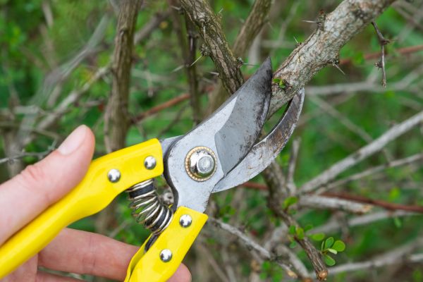 Limbs Removal in Greenwood