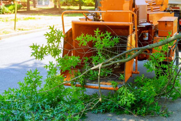 Tree Branches Removal in Greenwood