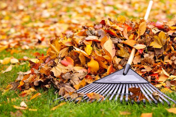Yard Leaf Removal in Greenwood