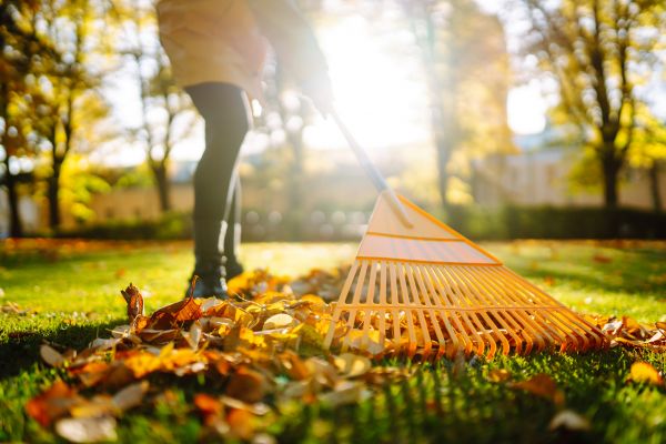 Leaves Raking in Greenwood