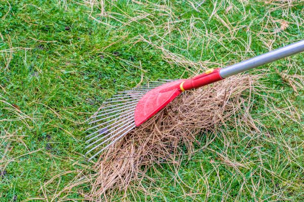 Yard Raking in Greenwood