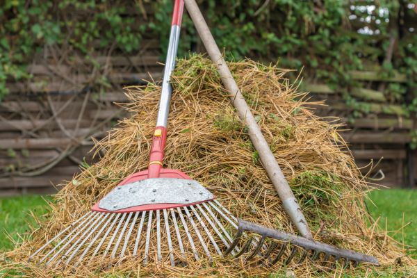 Cost of Pine Straw Clearing in Greenwood