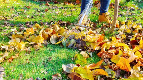 Lawn Cleanup Service in Greenwood