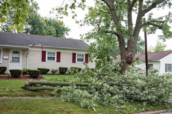 Fallen Branch Removal in Greenwood