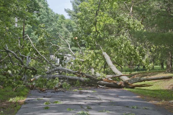 Tree Debris Removal in Greenwood